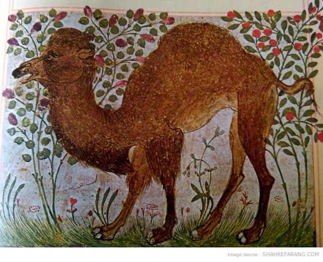 camel