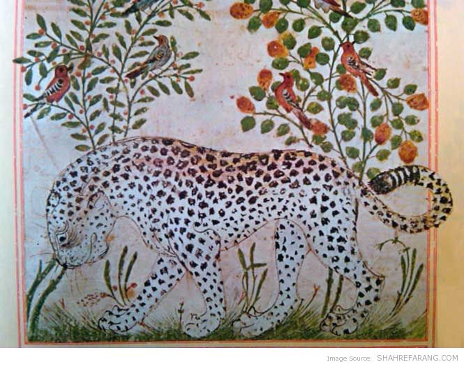 leopard