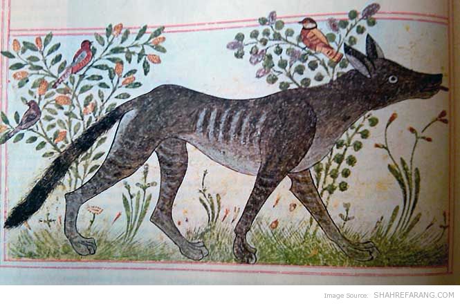 wolf