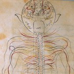 The Anatomy of the Human Body (1488), The nervous system The Anatomy of the Human Body (1488), The nervous system - تشريح بدن انسان (۱۴۸۸ میلادی)، سیستم عصبی