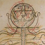 The Anatomy of the Human Body, The nervous system The Anatomy of the Human Body - تشريح بدن انسان