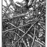 Edmund J Sullivan Illustrations to The Rubaiyat of Omar Khayyam (16)