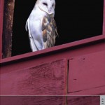 The Blind Owl Book Covers