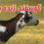 A Business Card of a Sheep-seller Iranian Business Card (5)