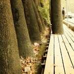 Sycamores of Valiasr Avenue (20)