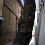 Darakeh, Tehran, June 2012 (14)